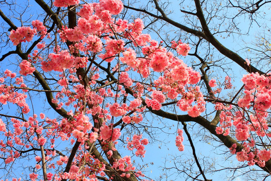 樱花