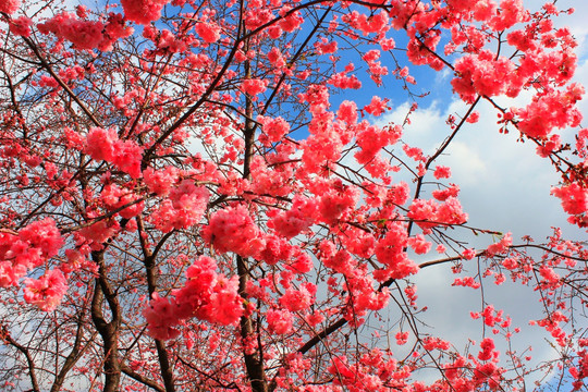 樱花