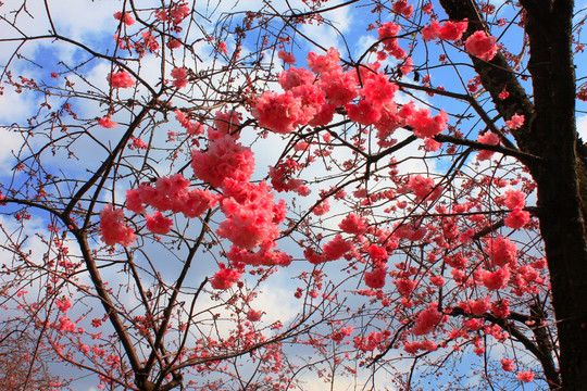 樱花