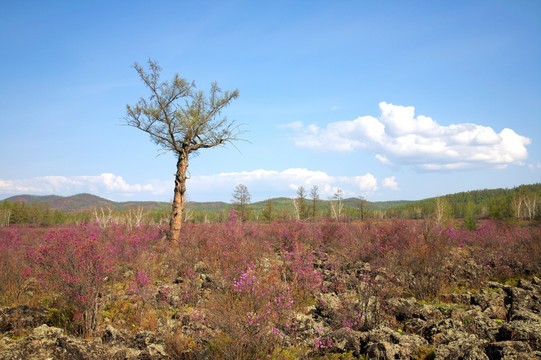 火山岩杜鹃花