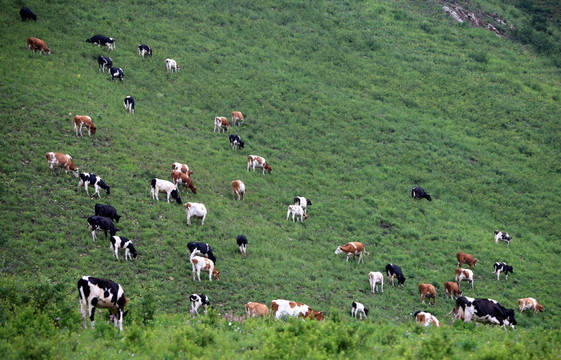 高山牧场牛群