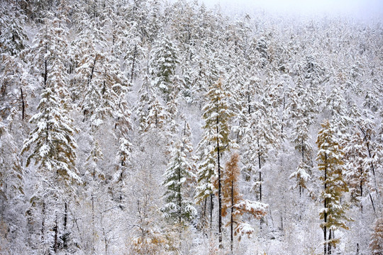 秋雪森林