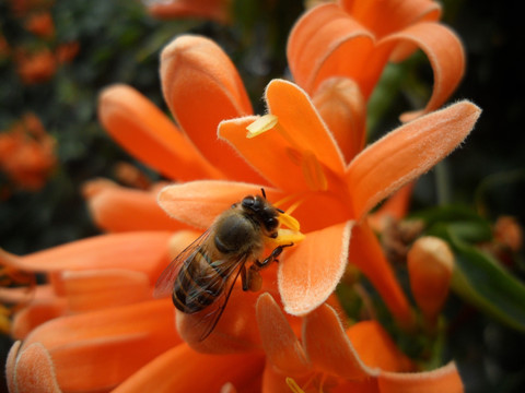 爆竹花 蜜蜂