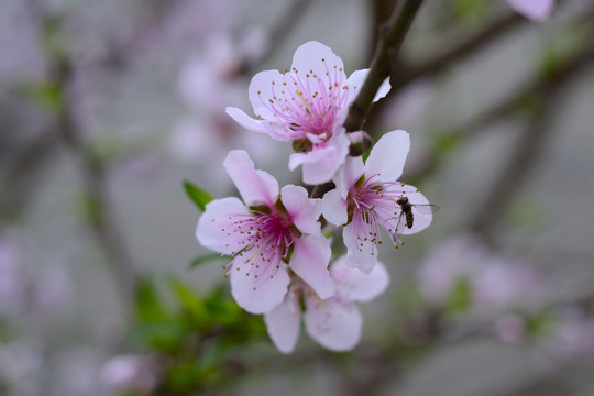 桃花