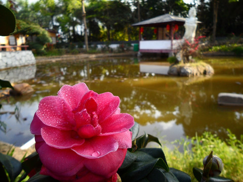 山茶花