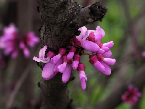 小小紫荆花