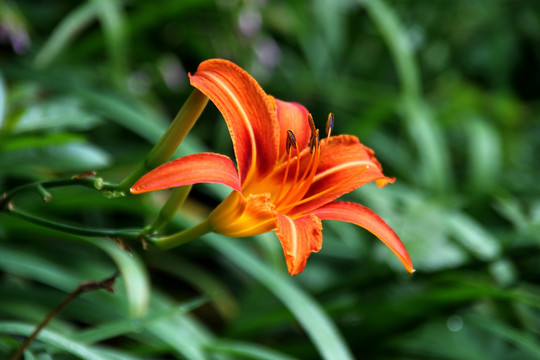 红色百合花