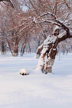 冬雪