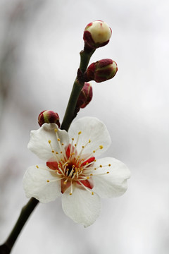 梅花