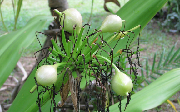 泰国植物