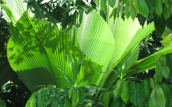 泰国植物
