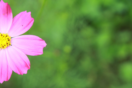 粉红色波斯菊