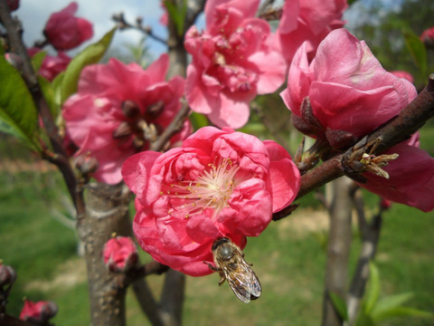 桃花 蜜蜂