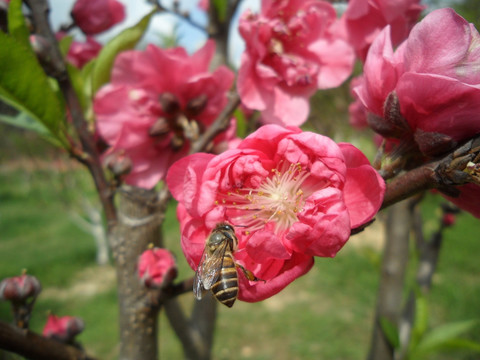 桃花 蜜蜂