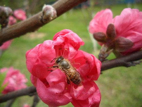 桃花 蜜蜂