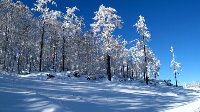 大兴安岭 雪林