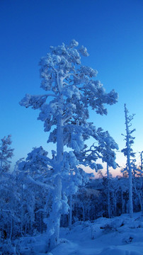 大兴安岭 雪林