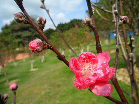 桃花