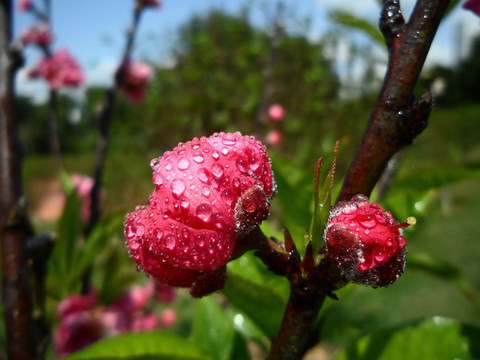 桃花