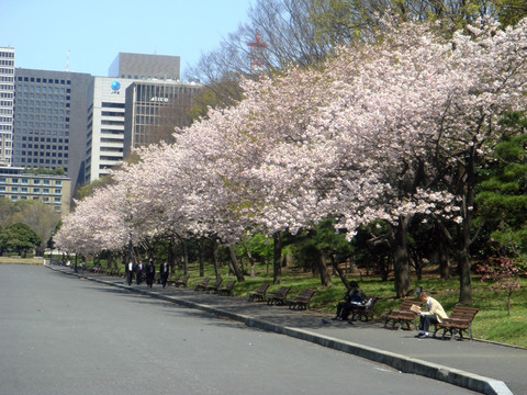 日本樱花