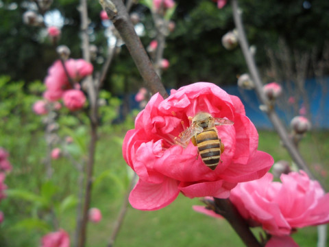 桃花 蜜蜂