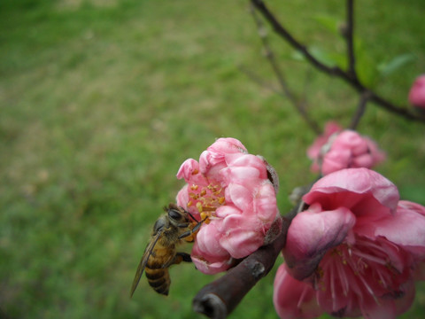 桃花 蜜蜂