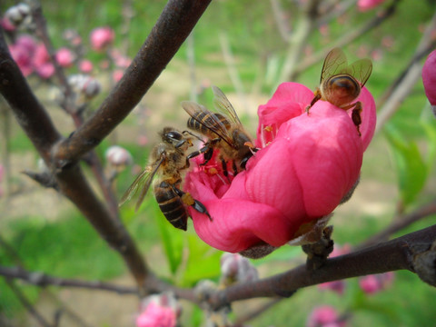 桃花 蜜蜂