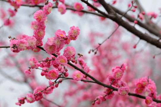 红梅花