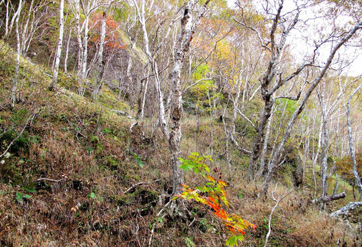 长白山岳桦林带秋色