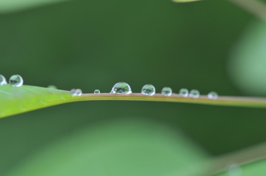 露珠