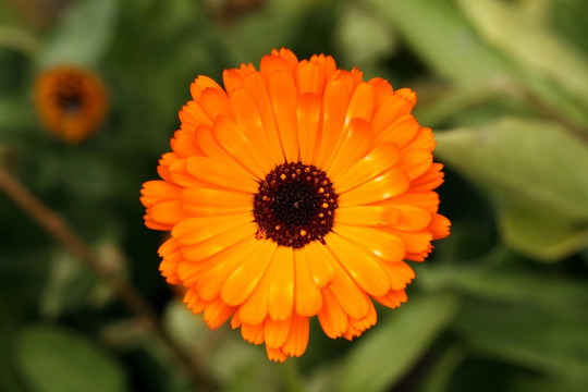 金盏菊