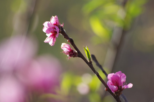 桃花争艳