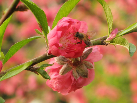 蜜蜂与桃花