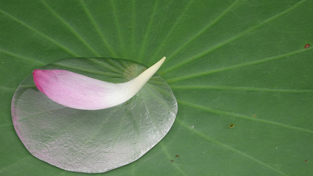 花瓣
