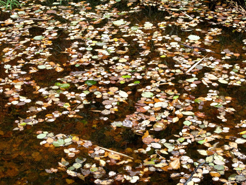 河面上的秋叶