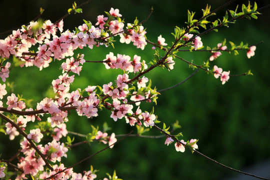 桃花