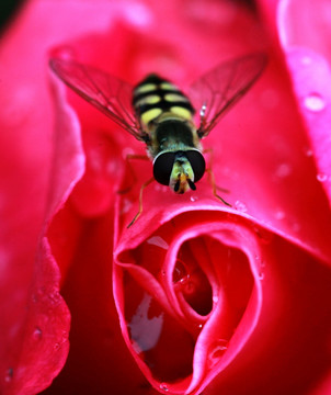 蜂与花