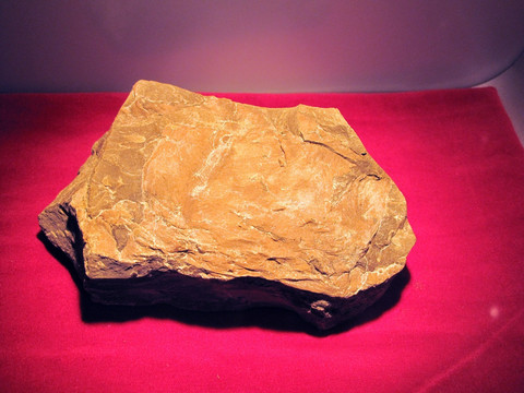 嘉荫喜林芋 化石