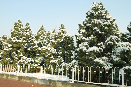 雪景松树