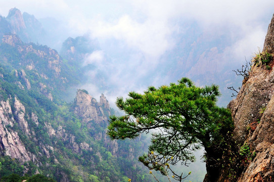 黄山风光 岩松