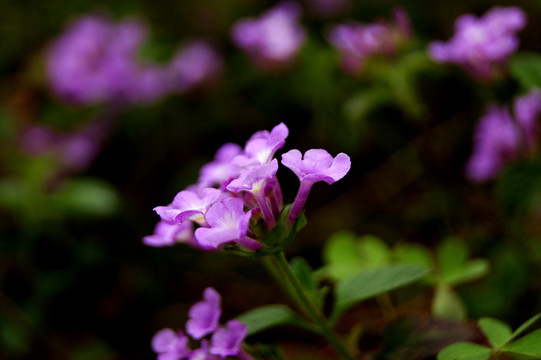 春花烂漫