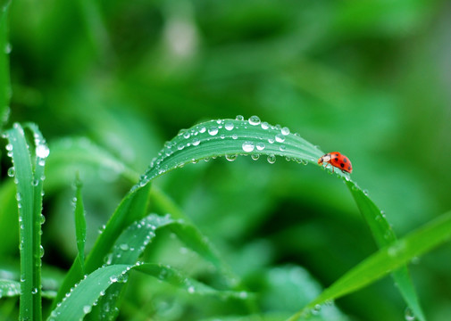 小草水滴