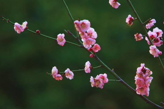 梅花