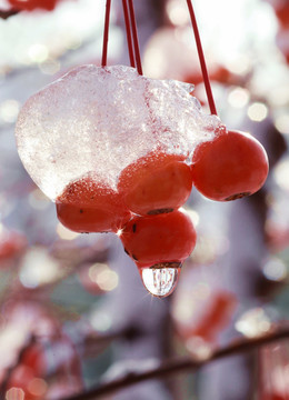 雪中红果