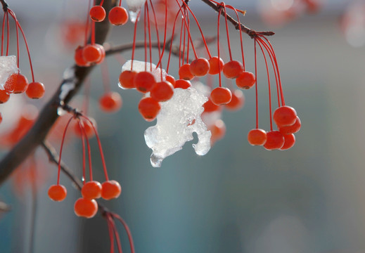 红果