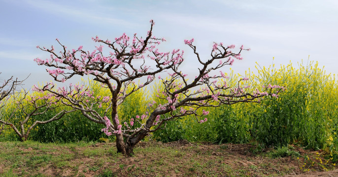 桃花与油菜花