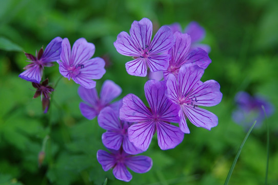 繁花