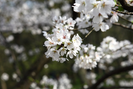 樱花