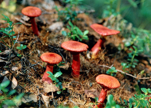 大兴安岭 红蘑菇