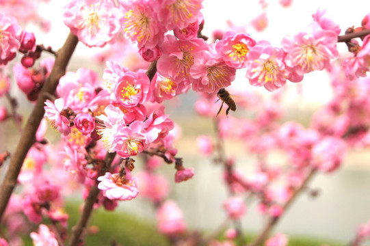 蜜蜂与桃花